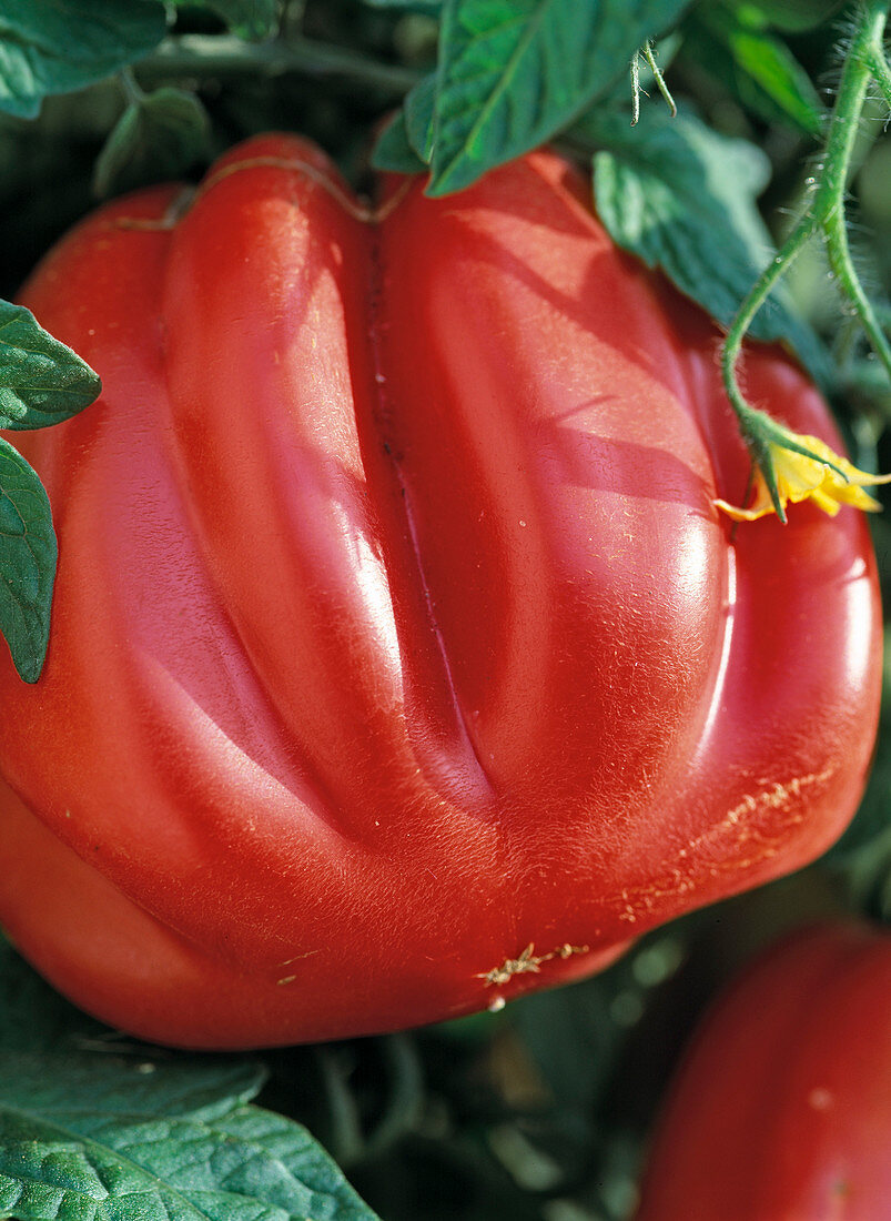 Tomato (Lycopersicum) 'Zahnrad'