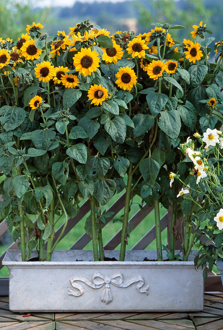 Helianthus annuus 'Prado Gold'