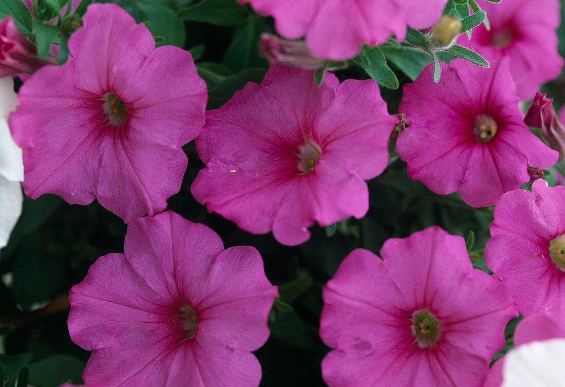 Petunia Conchita 'Grande Pink'