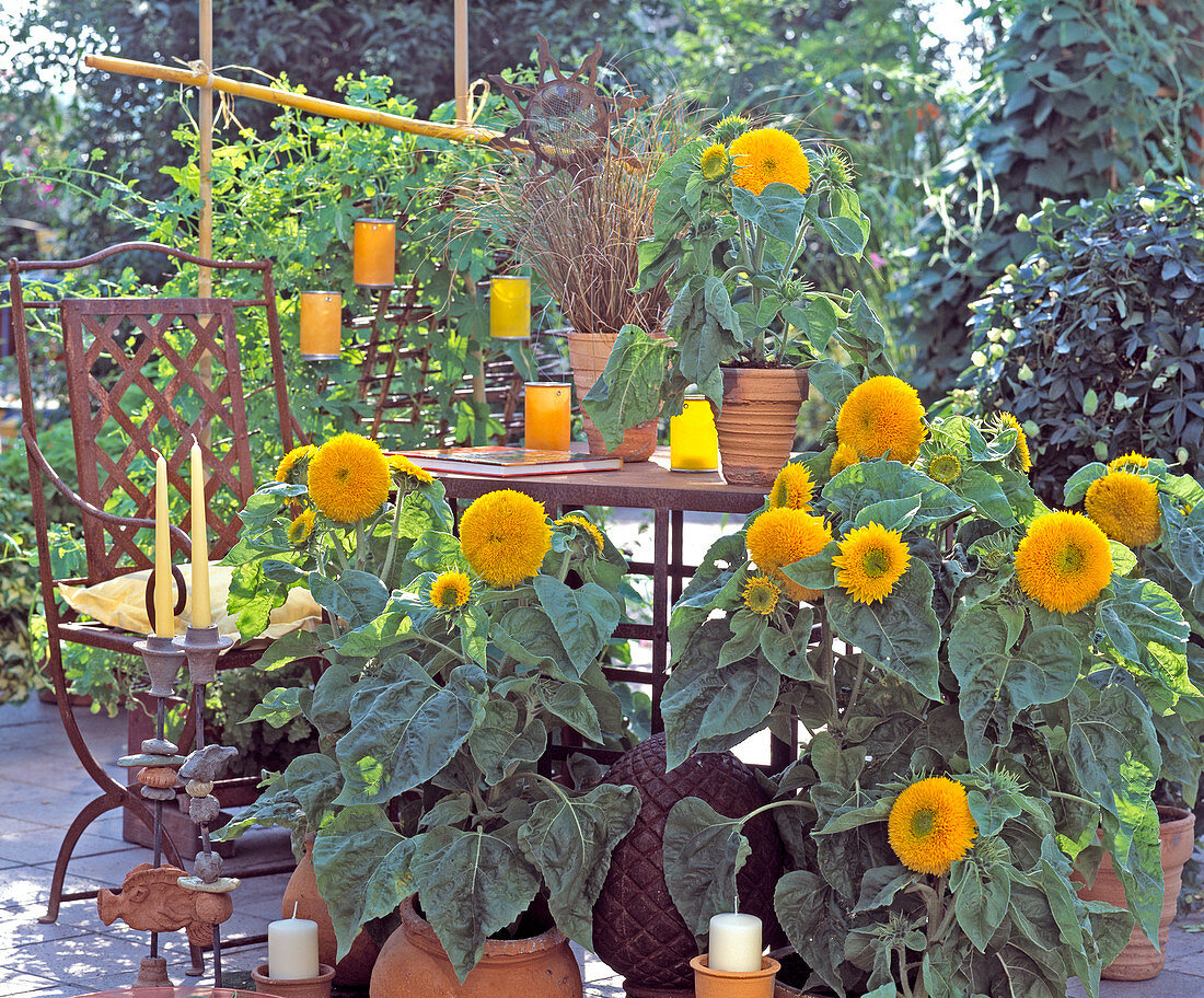 Helianthus annuus 'Santa Fe'