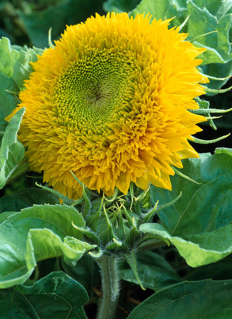 Helianthus annuus 'Teddybär'