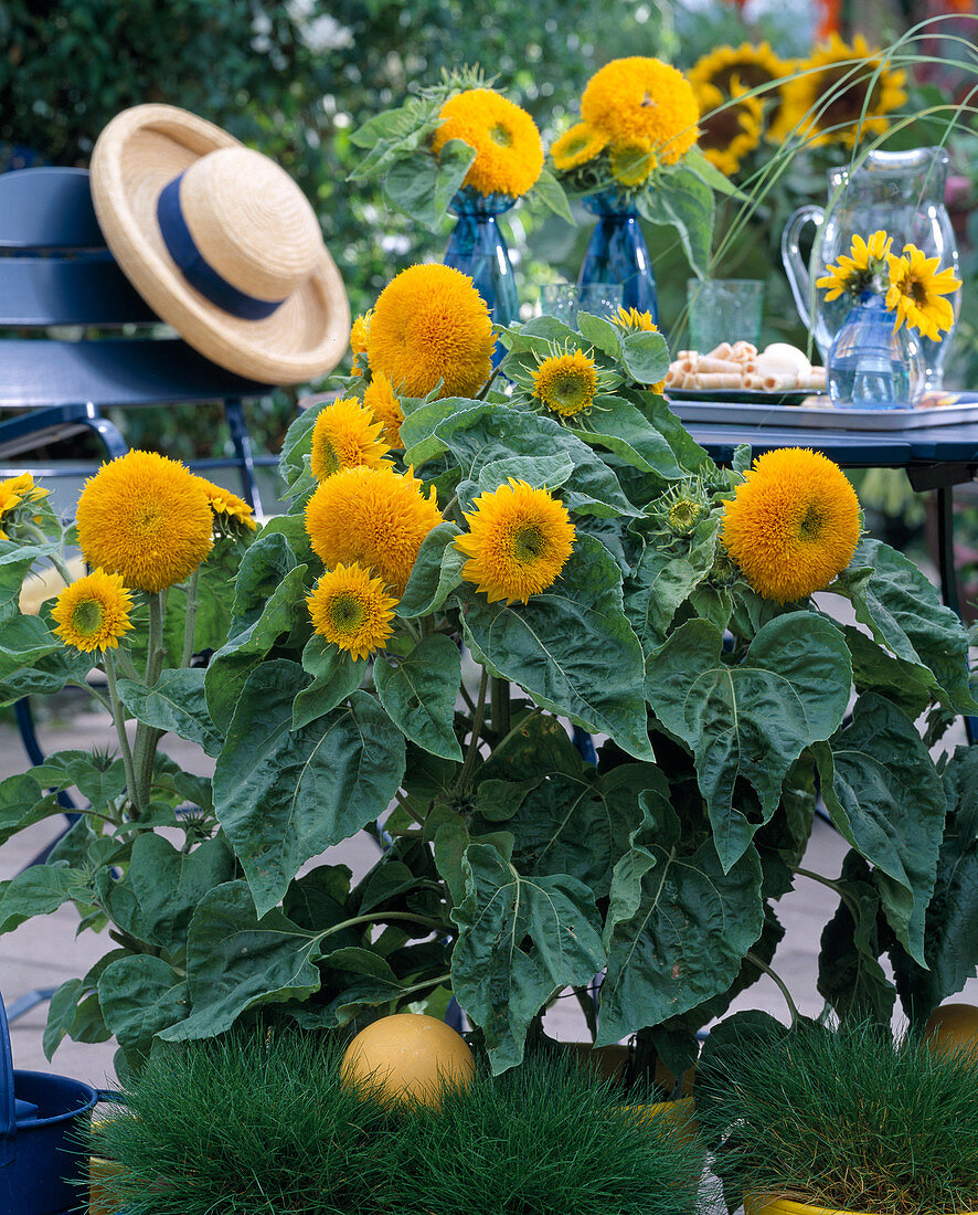 Helianthus annuus 'Teddybär'