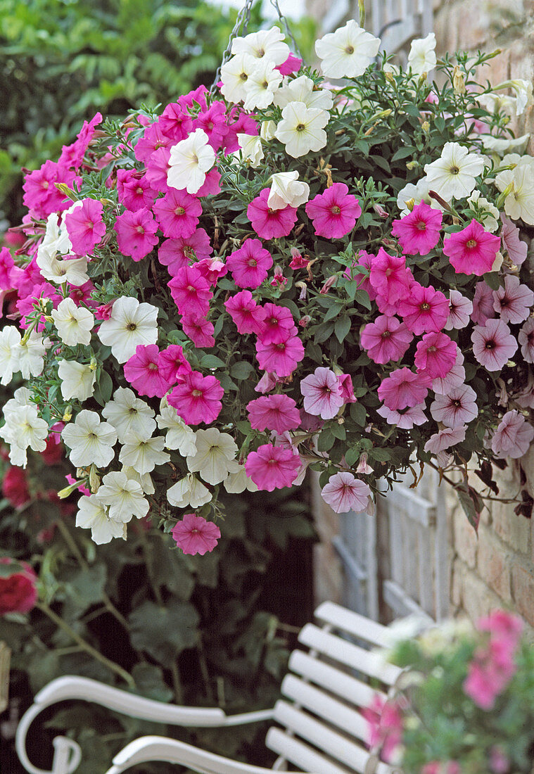 Hanging Basket with Petunia Conchita 'Grande White', 'Grande'