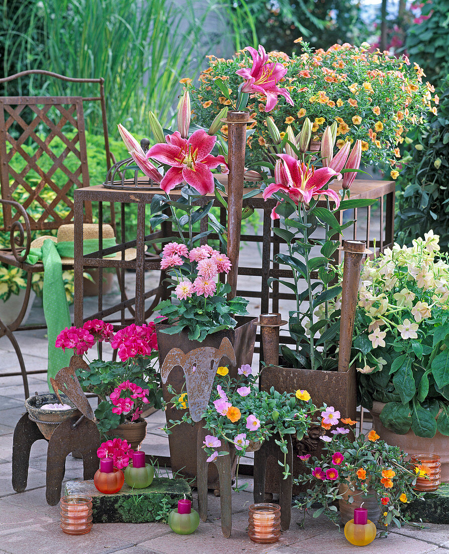 Lilium 'Stargazer', Dahlia Variabilis, Pelargonium Zonale