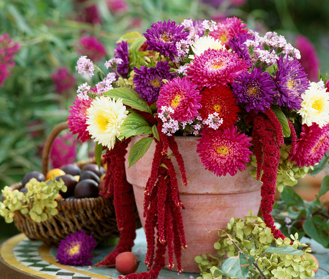 Callistephus chinensis (summer aster), Amaranthus (foxtail)