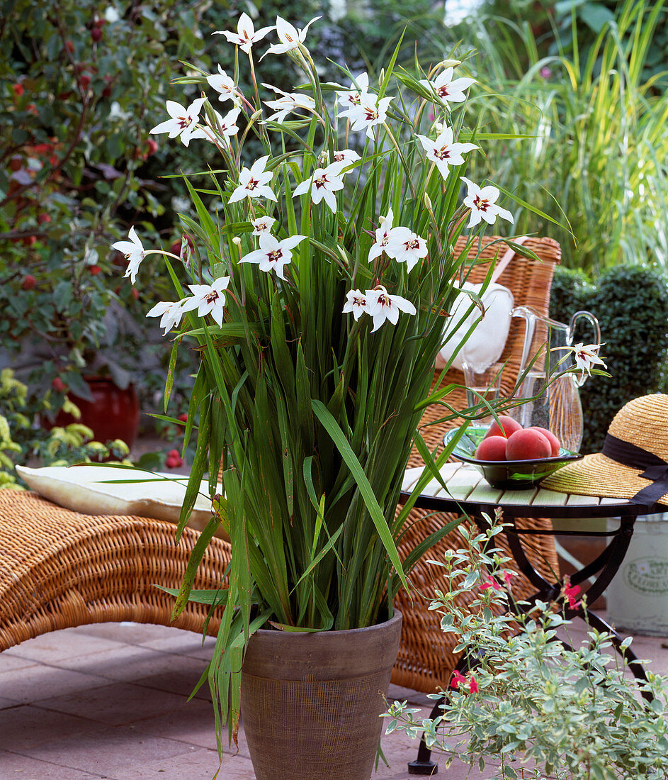 Acidanthera bicolor 'Weiß'