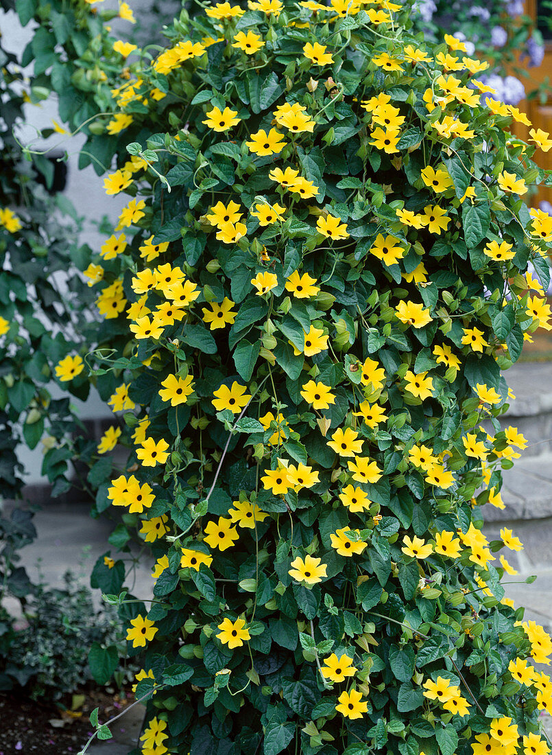 Thunbergia alata (black-eyed Susanne)