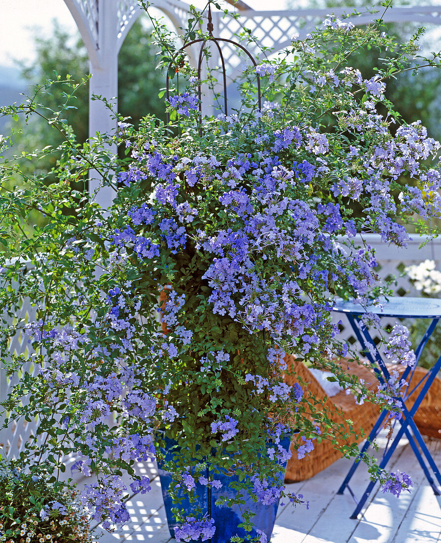 Plumbago auriculata (leadwort)