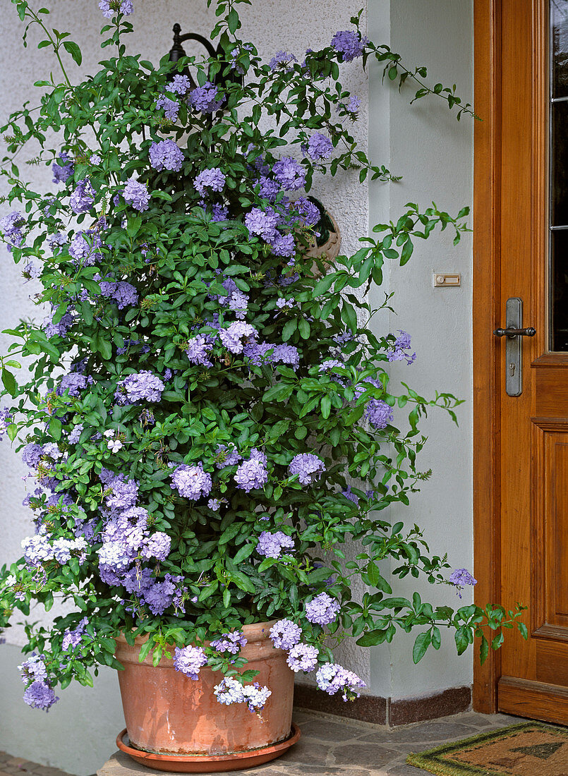 Plumbago auriculata (leadwort)