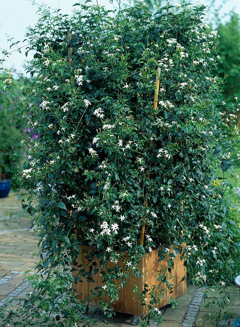 Jasminum azoricum