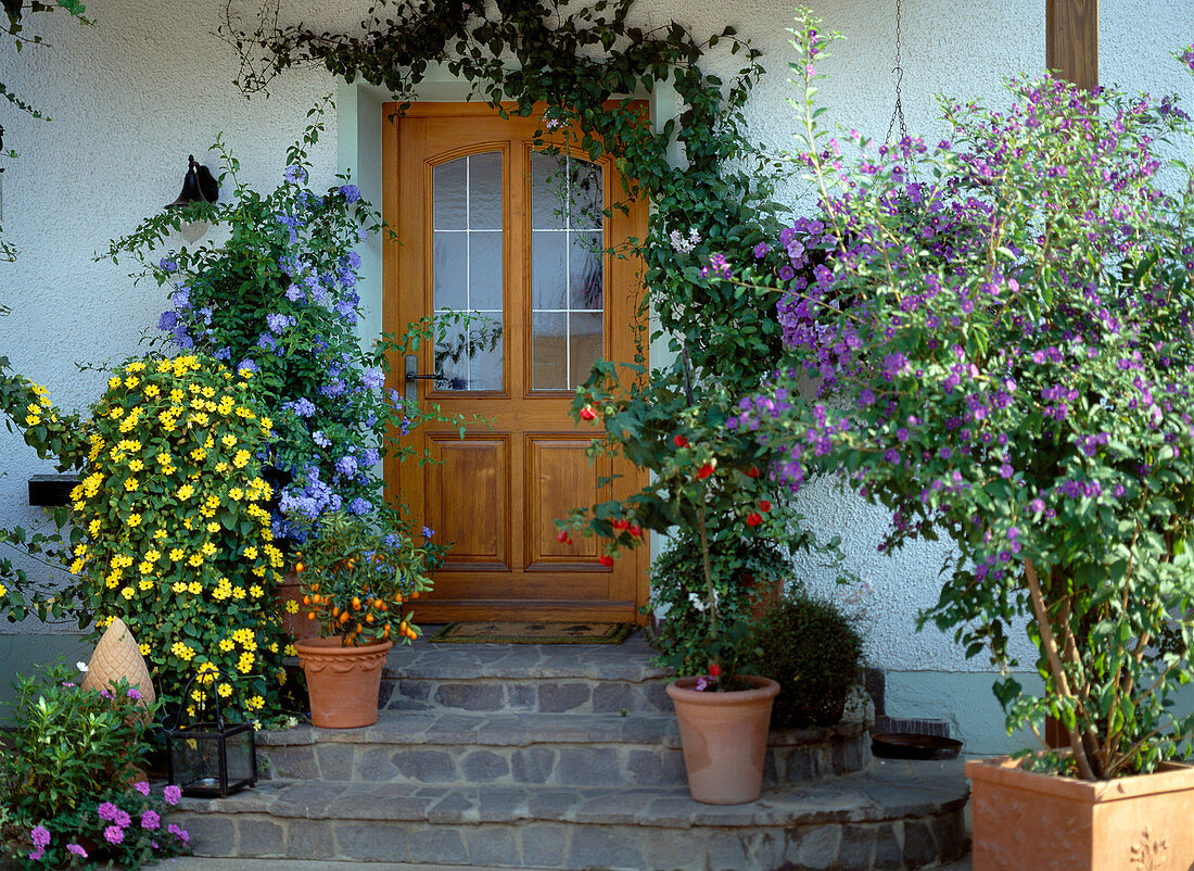 Container plants at the house entrance