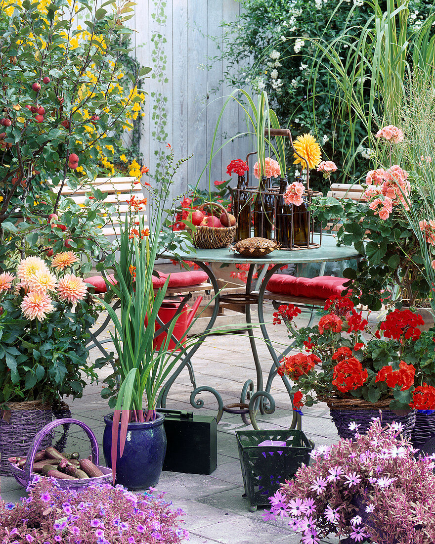 Dahlia-Hybr., Malus (Zierapfel), Crocosmia (Montbretie)