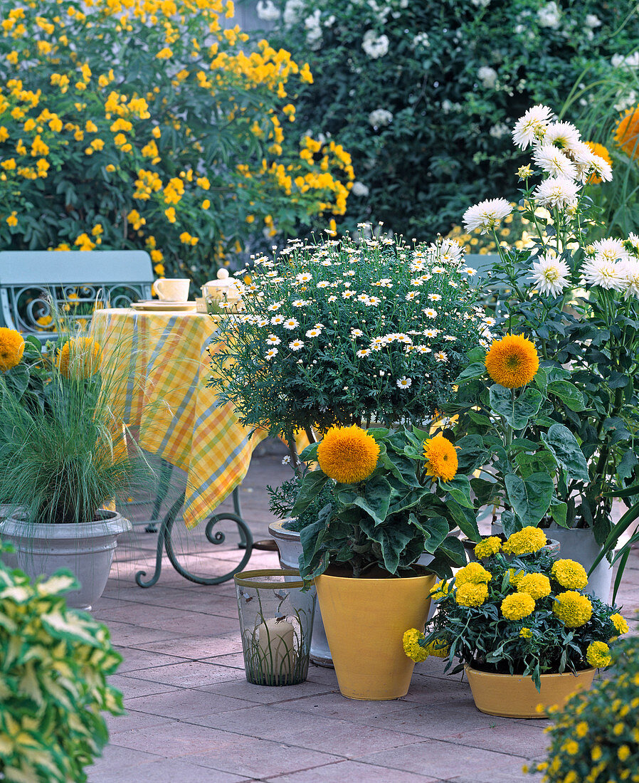 Argyranthemum (Margerite), Helianthus 'Zwerg Sonnengold'