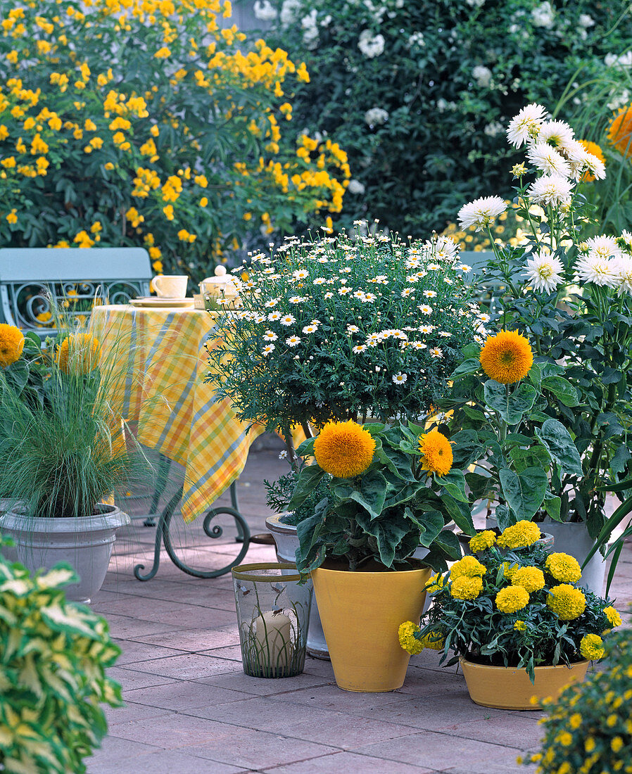 Argyranthemum (daisy), Helianthus 'Zwerg Sonnengold' (dwarf sun gold)