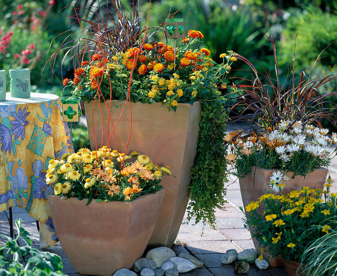 Sommertraum = Helichrysum 'Sundaze Gold', Oxalis 'Dark