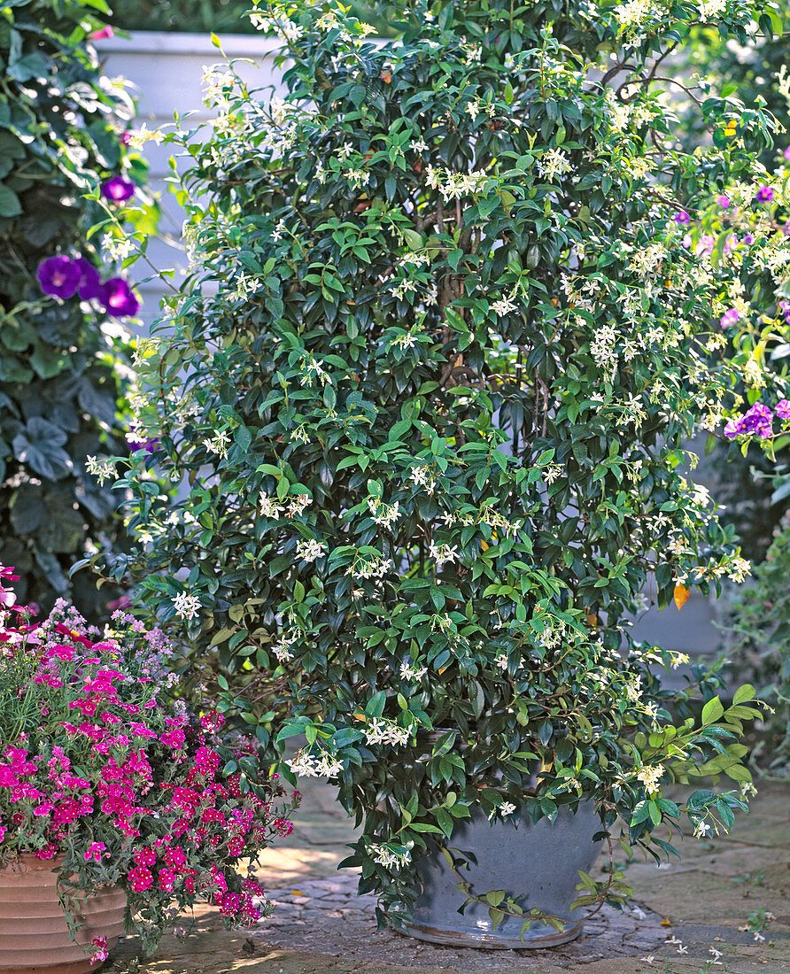 Trachelospermum jasminoides (Star Jasmine)