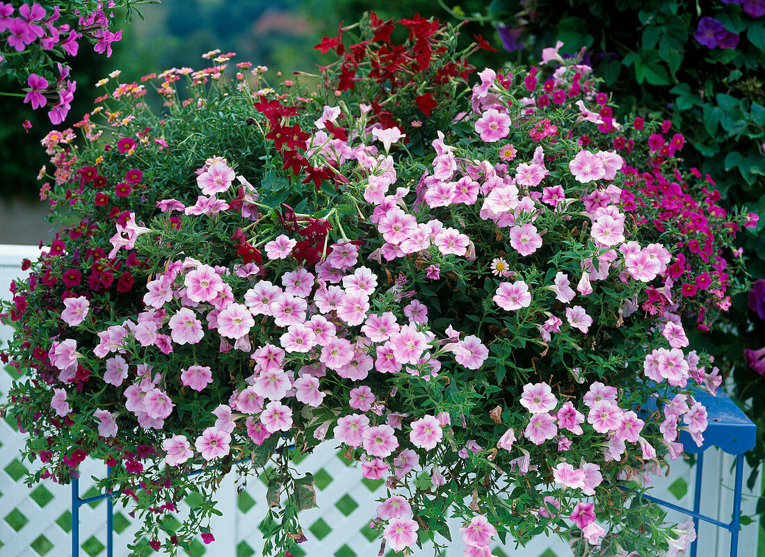 Calibrachoa 'Celebration Pink', Petunia Surfinia, Nicotiana