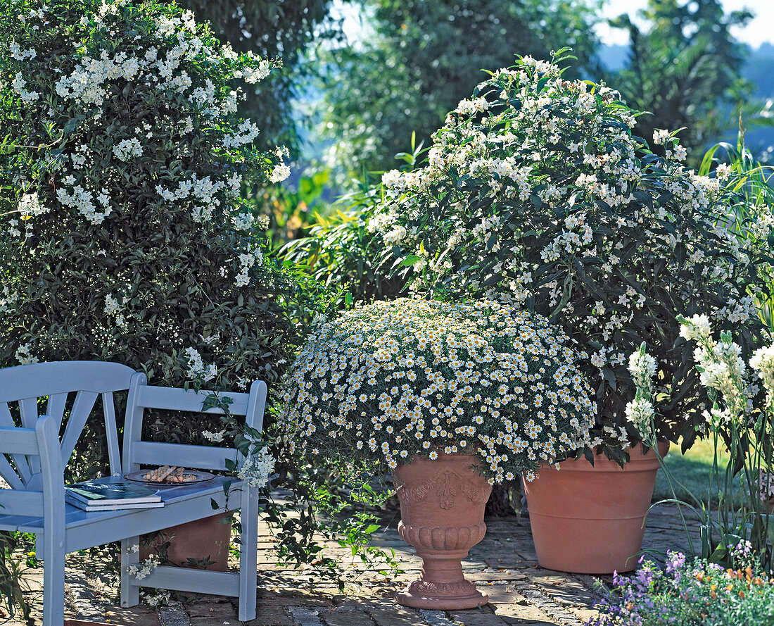 weiße Terrasse mit Solanum jasminoides, Solanum bonariensis