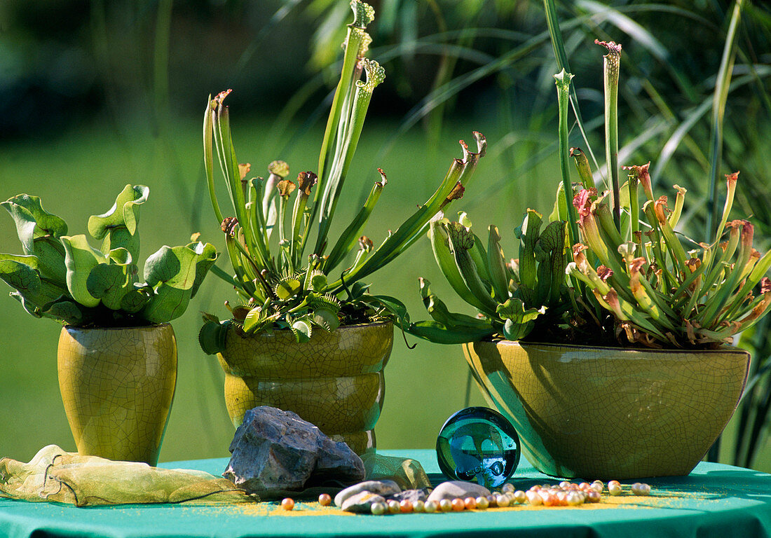 Fleischfressende Pflanzen: Sarracenia purpurea (Schlauchpflanze)