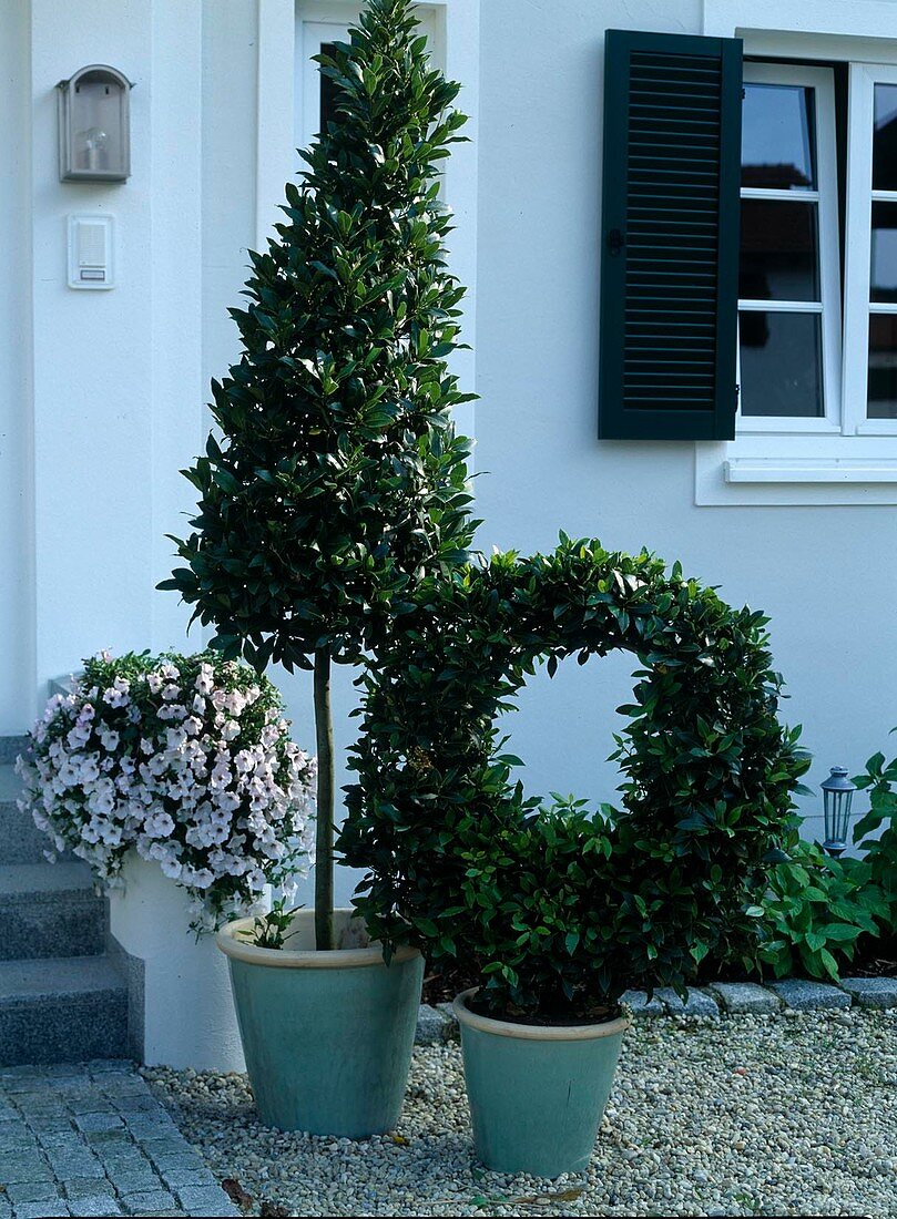 Hauseingang mit Laurus nobilis (Lorberbaum) als Kranz ge-