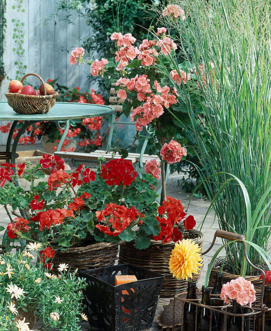 Pelargonium peltatum hybr. 'Bellinzona' and 'True Love'