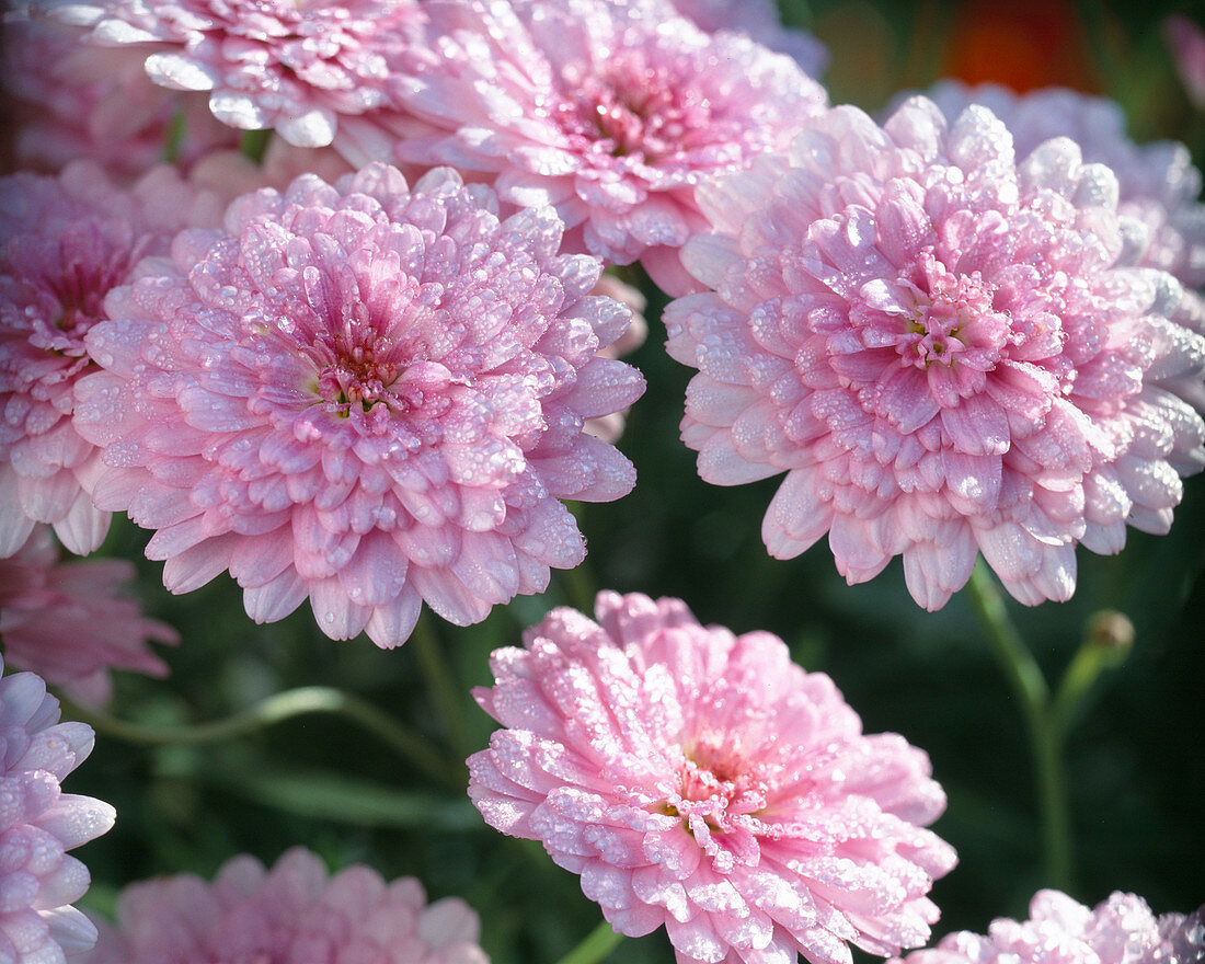 Argyranthemum hybr. 'Summer Melody'