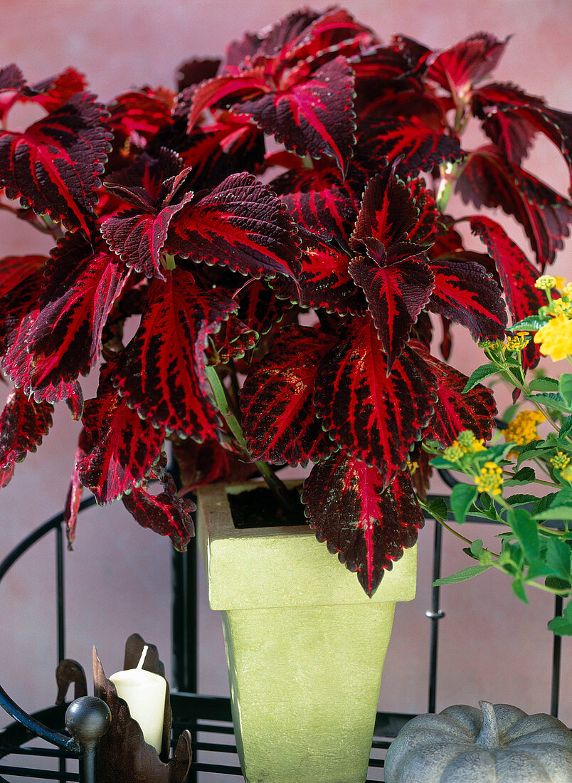 Coleus hybrid 'Kingwood Torch', coloured nettle