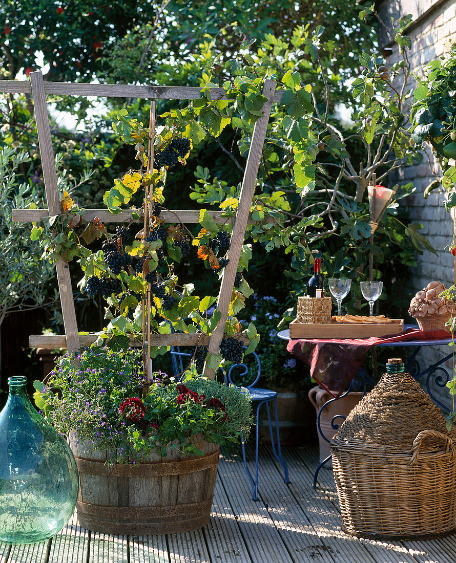 Vitis (grape) grown on the trellis