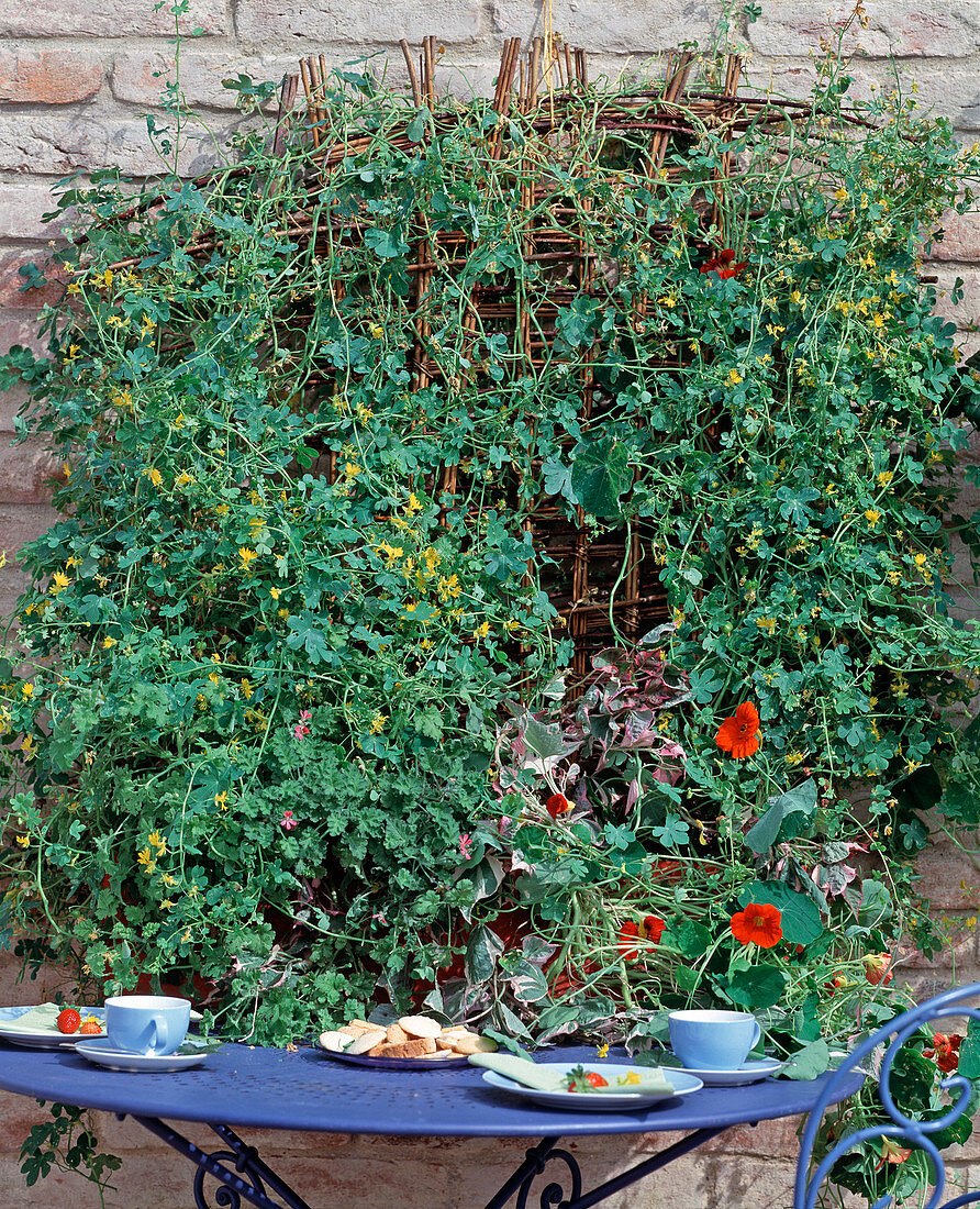 Box with annual climbing plants (7/7)