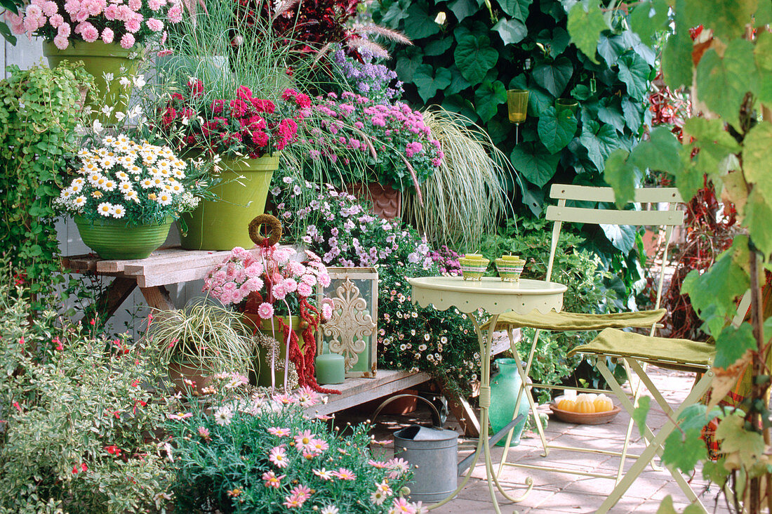 Etagere mit Argyranthemum 'Summer Melody' (rosa), 'Blanche