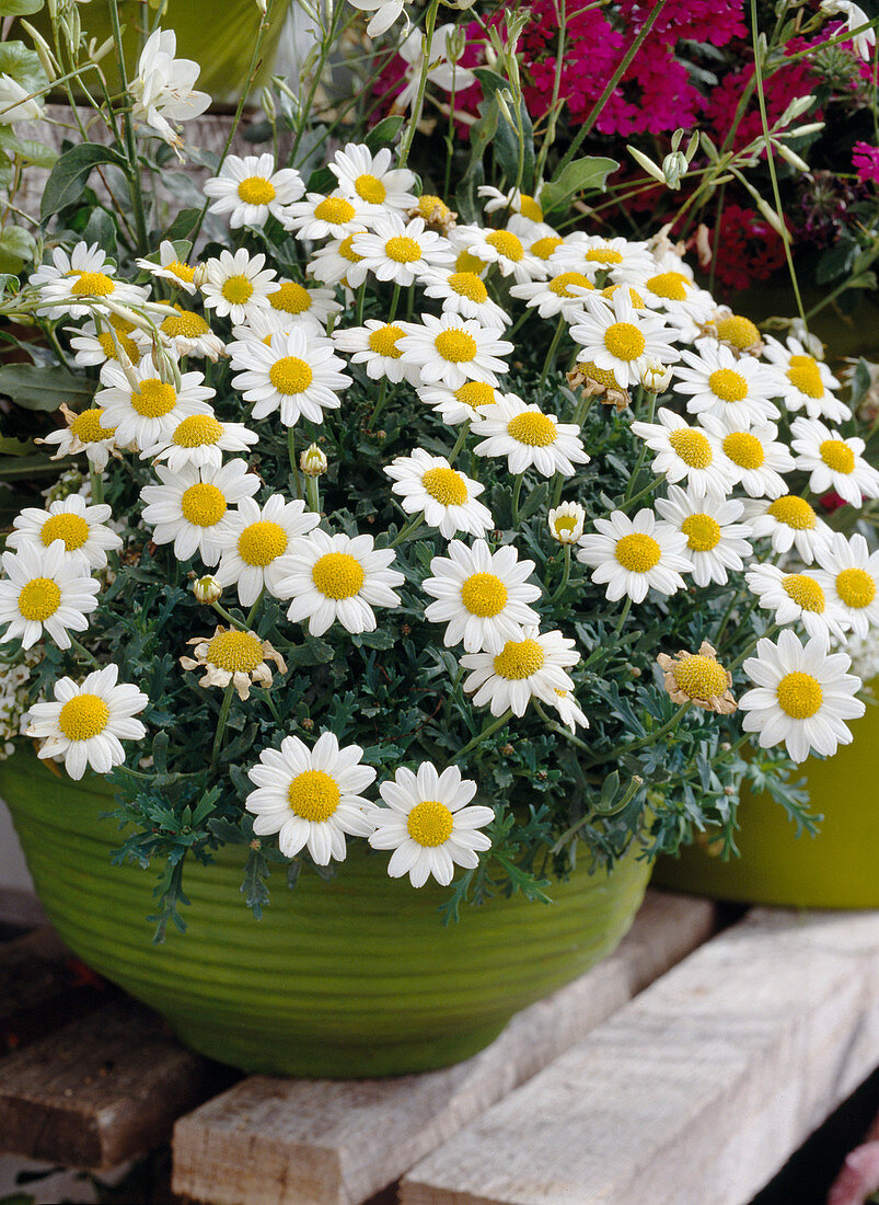 Argyranthemum 'Petit Blanche'