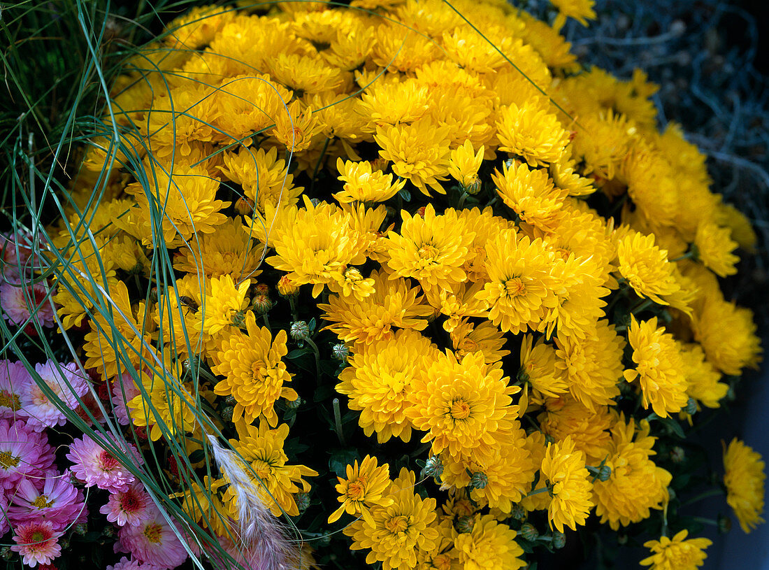 Dendranthema 'Dreamstar Helios' (Herbstchrysantheme)