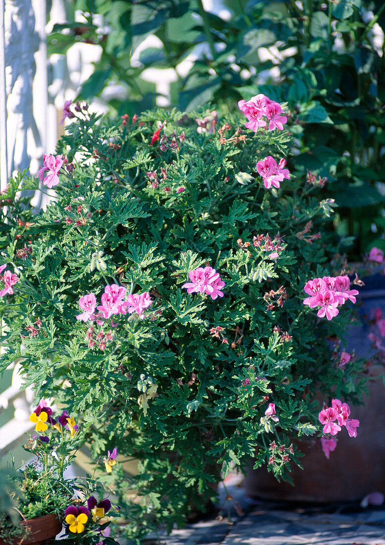 Pelargonium graveolens (Rosengeranie) - Rosenduft