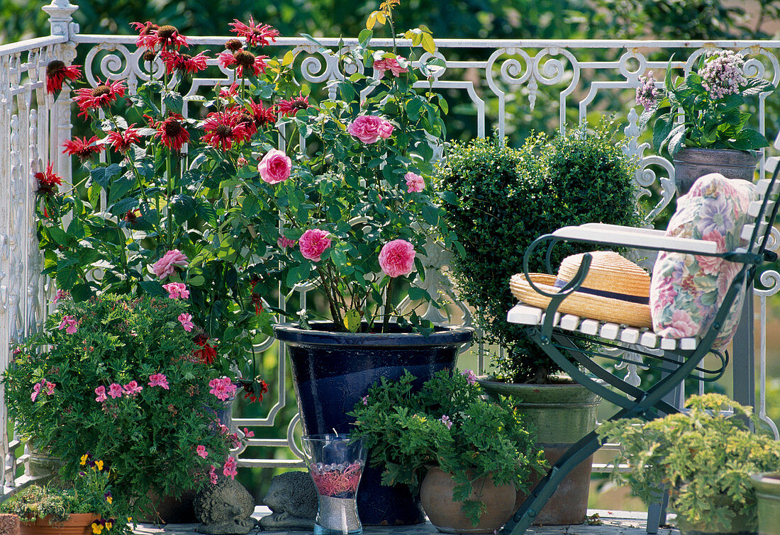 Pelargonium graveolens (Rosengeranie), Monarda, Rose