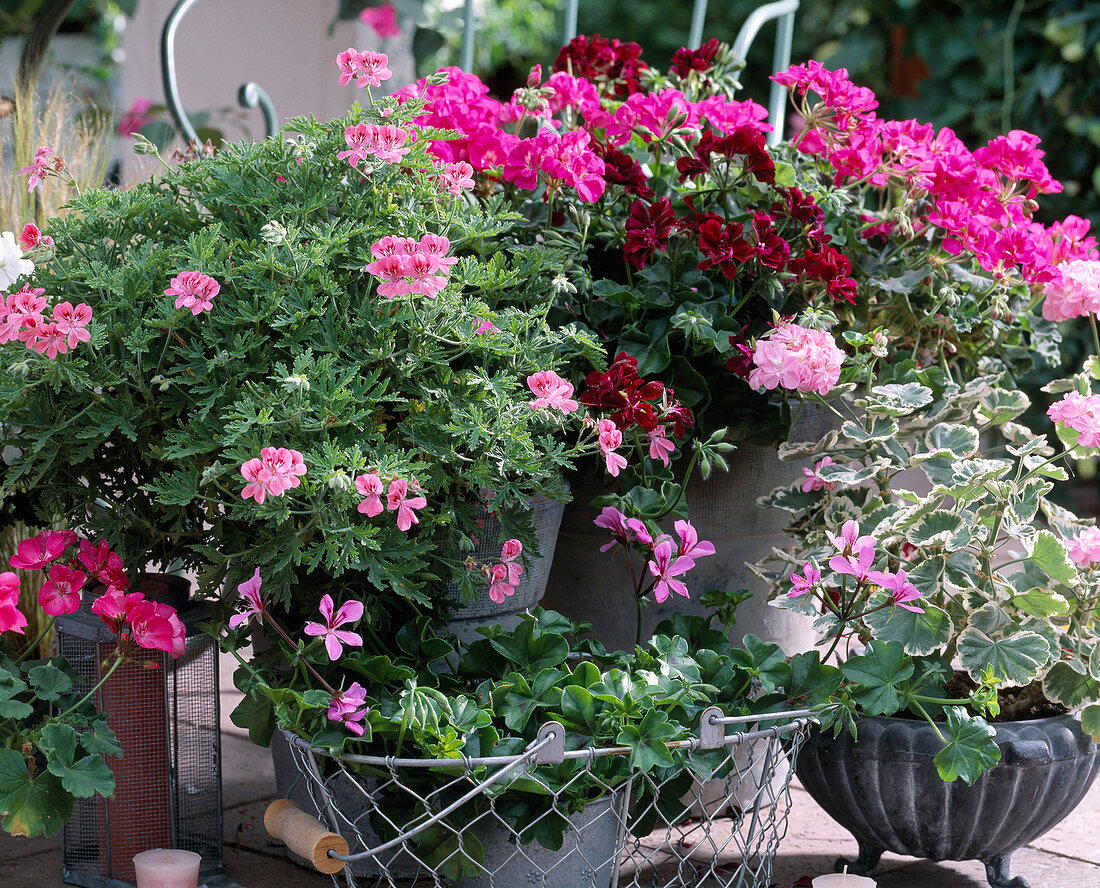 Pelargonium graveolens (Geranium geranium), Pelargonium zonal