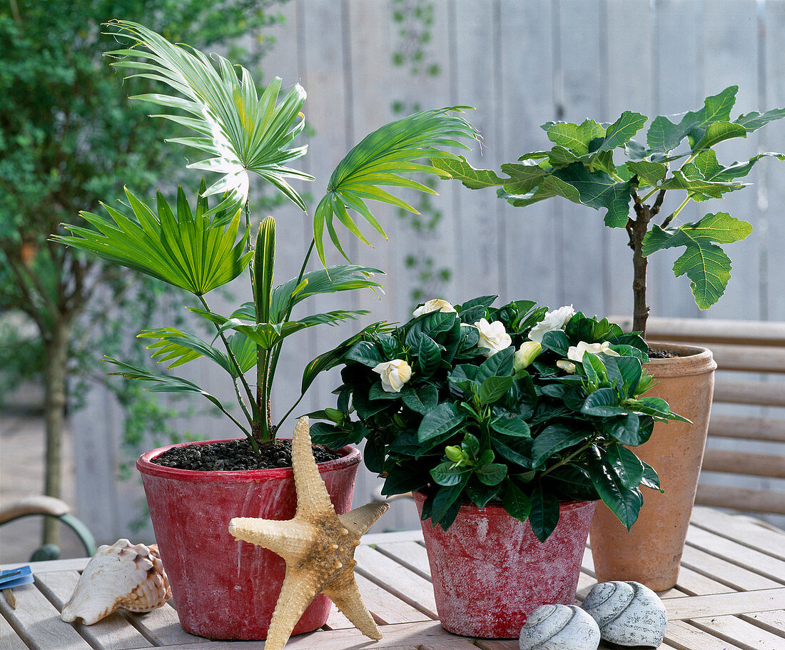 Table arrangement with mini pot plants