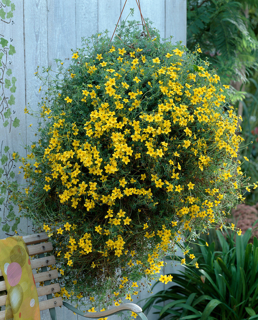 Bidens ferulifera 'Peters Goldrausch'