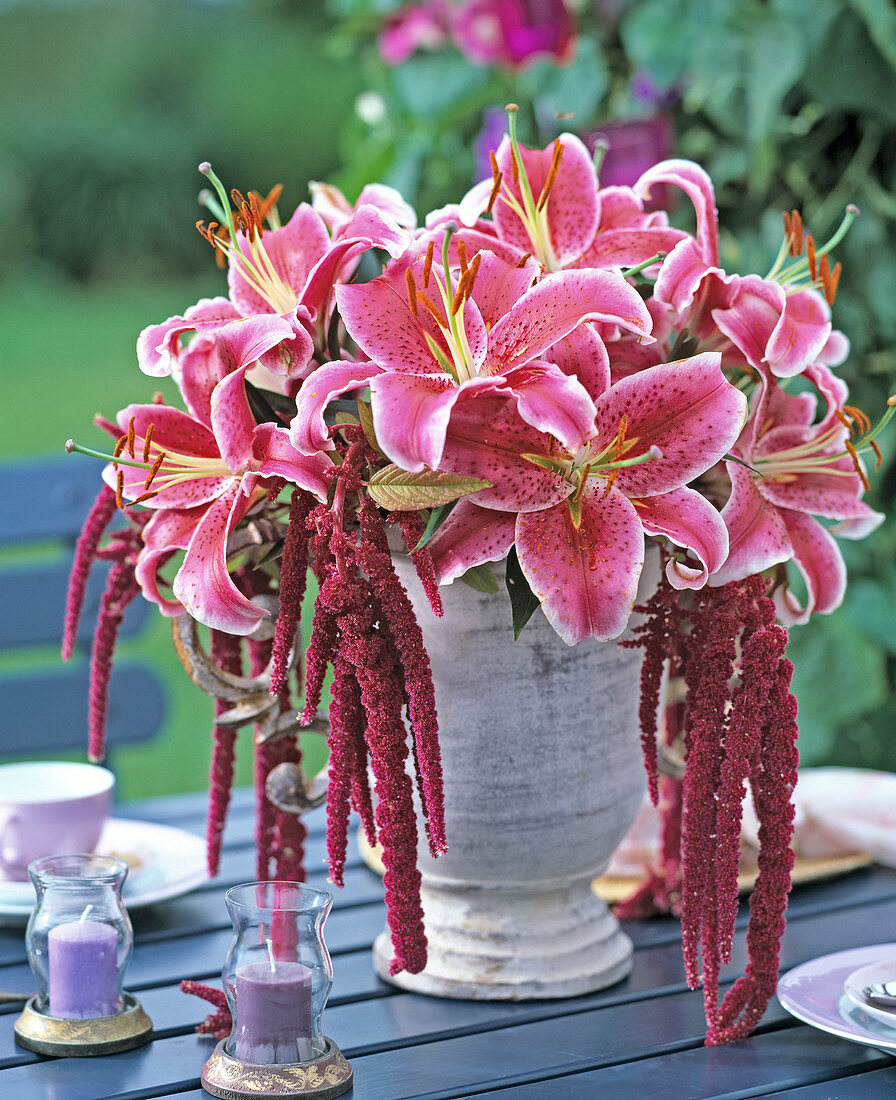 Lilium 'Stargazer', Amaranthus (Foxtail)