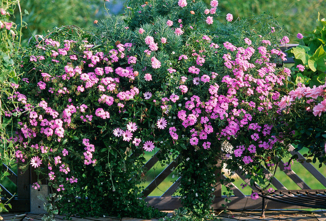 Argyranthemum 'Summer Star', Osteospermum ecklonis 'Pink Flash', Verbena 'Babylon