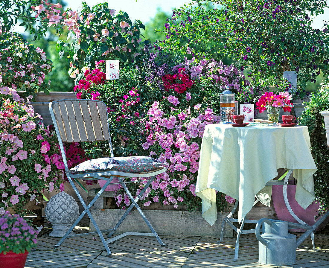 Pink balcony Petunia 'Cascadia Pink Spark', Verbena (Verbena), Salvia