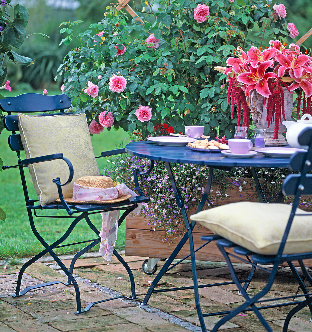 Rose 'Gertrude Jekyll', Ipomoea (Trichterwinde)