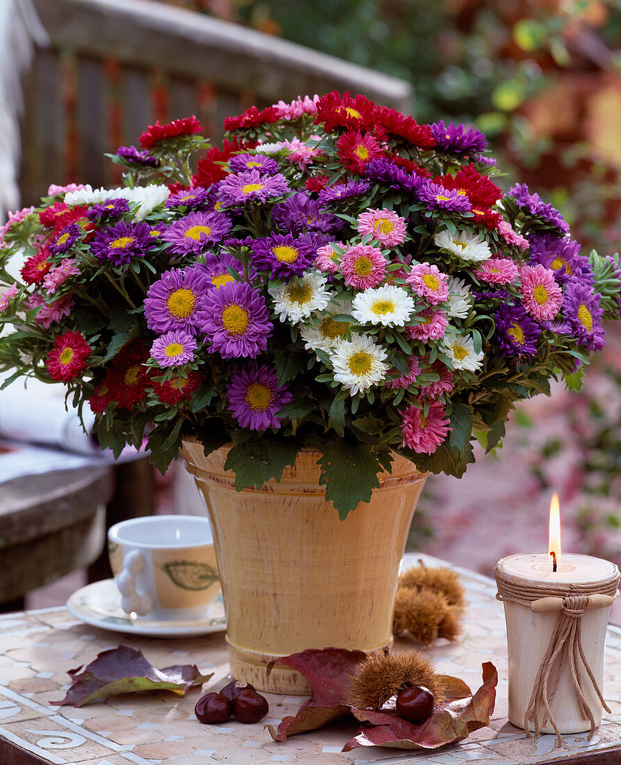 Callistephus (summer asters) in various colours