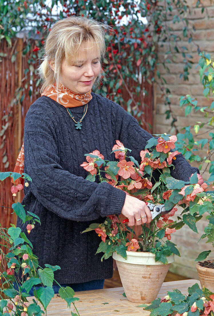 Abutilon-Hybr. im Herbst zurückschneiden