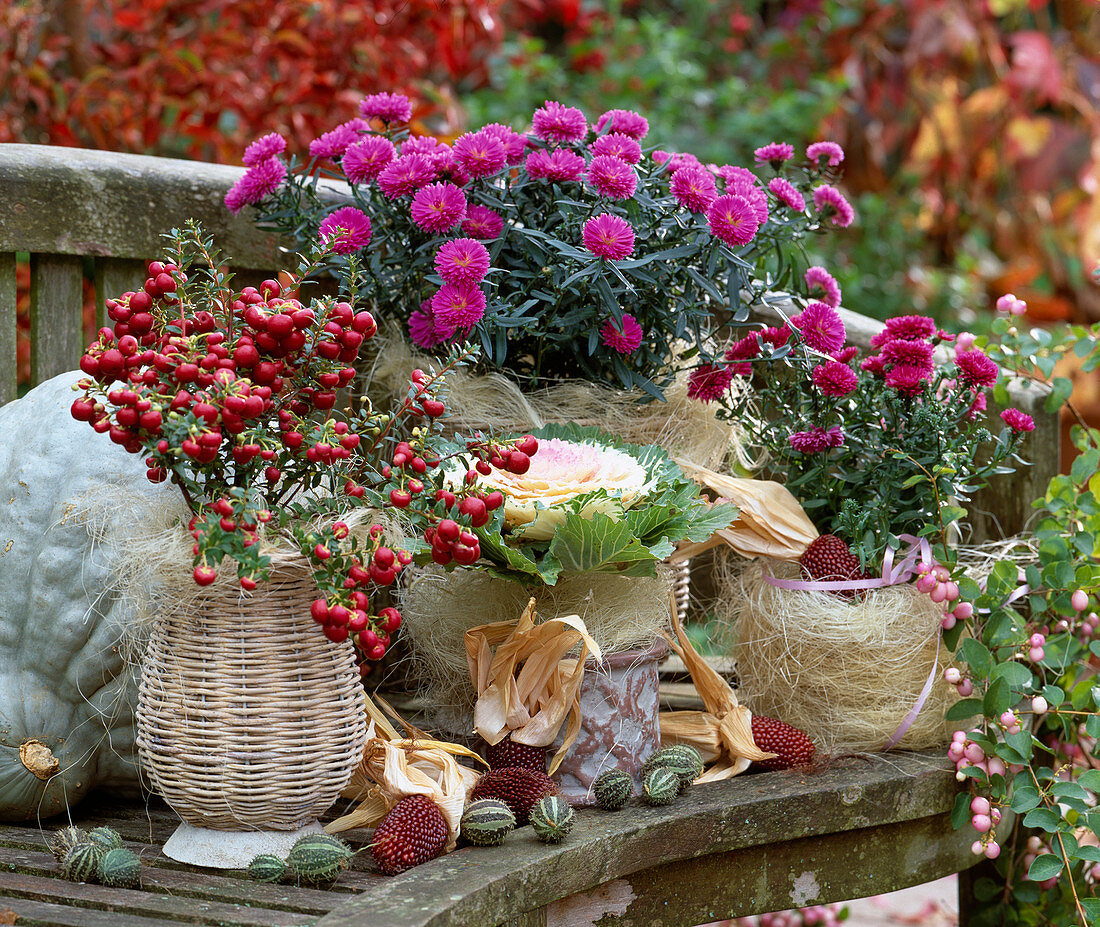 Pernettya mucronata (turf myrtle), aster hybr. (autumn asters), brassica (ornamental cabbage)