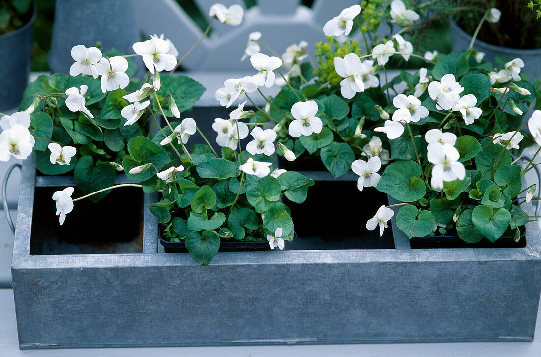 Viola sororia 'Albiflora' (white peony violet)