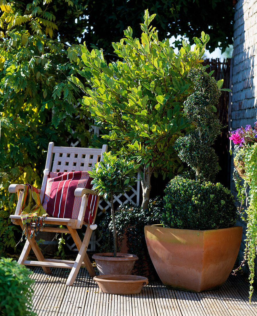 Magnolia in summer foliage, box in spiral form, Laurus (lorber)