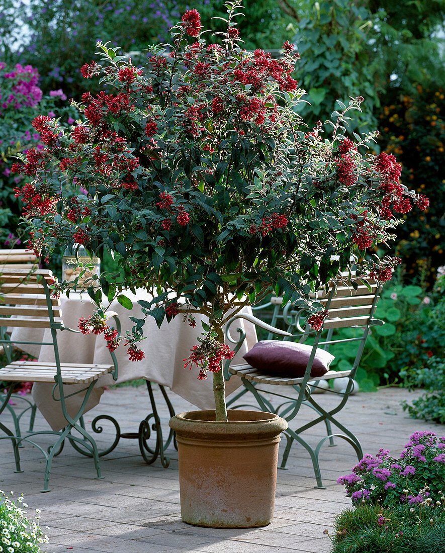 Cestrum elegans