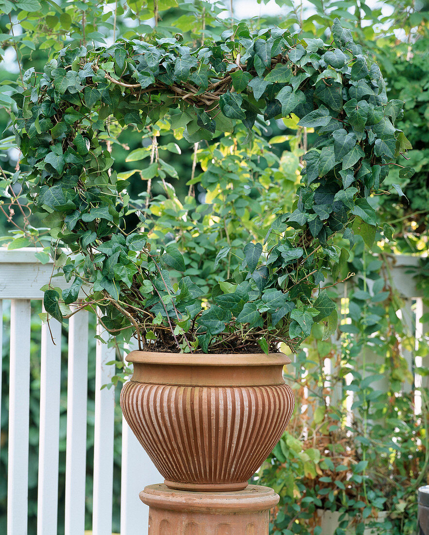 Hedera helix (ivy) as a grown heart