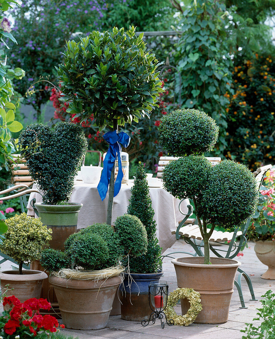 Forms shrubs, privet as heart, bird and ball etagere