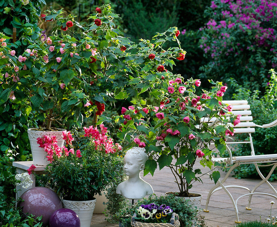 Abutilon-Hybr. (mallow), Antirrhinum (snapdragon)